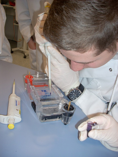 Für das Pipettieren in die Geltaschen braucht man ein ruhiges Händchen