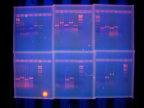 Das Ergebnis – im UV-Licht erkennt man die DNA-Banden der verschiedenen Tierarten, die in den jeweils untersuchten Lebensmitteln nachweisbar sind