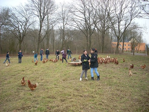 Hühner und Schüler lernen sich kennen