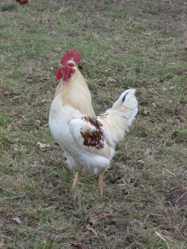 Einer von mehreren Hähnen: Die Hähne krähten nicht nur vergnügt herum. Vor denen sollte man schon etwas Respekt haben, wie einige Schüler erfahren konnten. Denn im Gegensatz zu den Hennen liefen die Hähne nicht immer davon, wenn es ihnen zu bunt wurde.