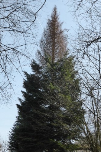 An dieser Tanne sieht man, wie der Wassermangel letzten Sommer zum Vertrocknen der Spitze geführt hat. Ob der Baum sich wieder erholen kann, muss man abwarten.