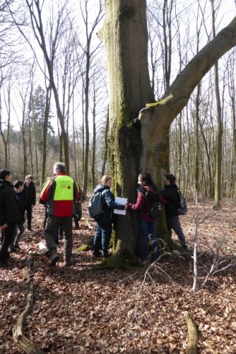 Wie viele Kinder braucht es, um diesen Buchenstamm zu umarmen?
